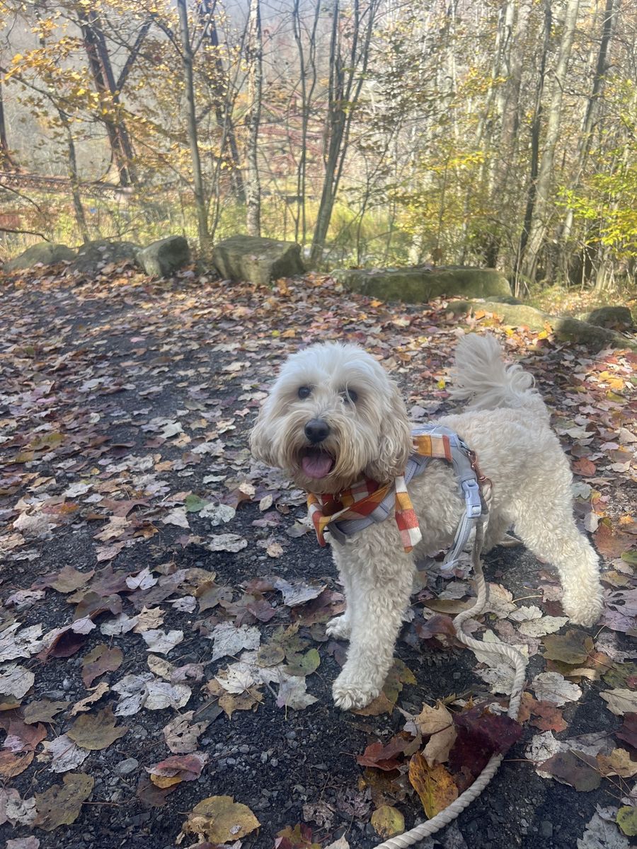 Bendel, a cream mini goldendoodle in a plaid bandana and harness, standing on an autumn trail covered in fallen leaves, tongue out