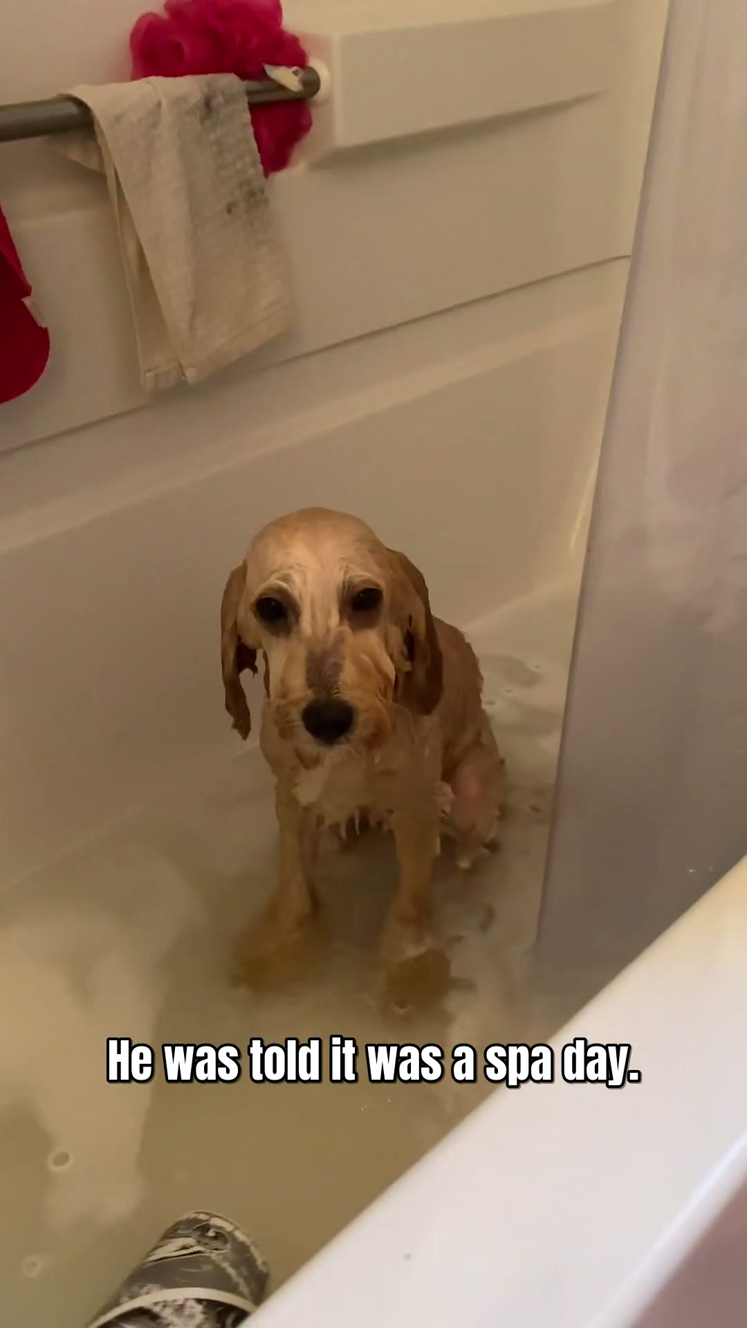 Bendel, a cream mini goldendoodle, sitting wet and soapy in the bathtub staring up at the camera; the photo is captioned 'He was told it was a spa day.'