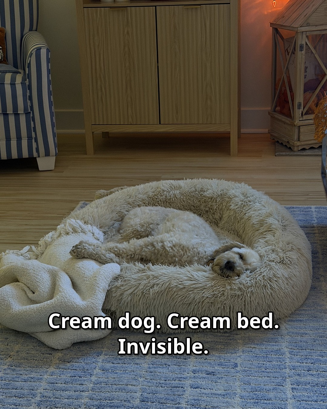 Bendel, a cream mini goldendoodle, fast asleep on his side in a big round fluffy donut bed; the photo is captioned 'Cream dog. Cream bed. Invisible.'