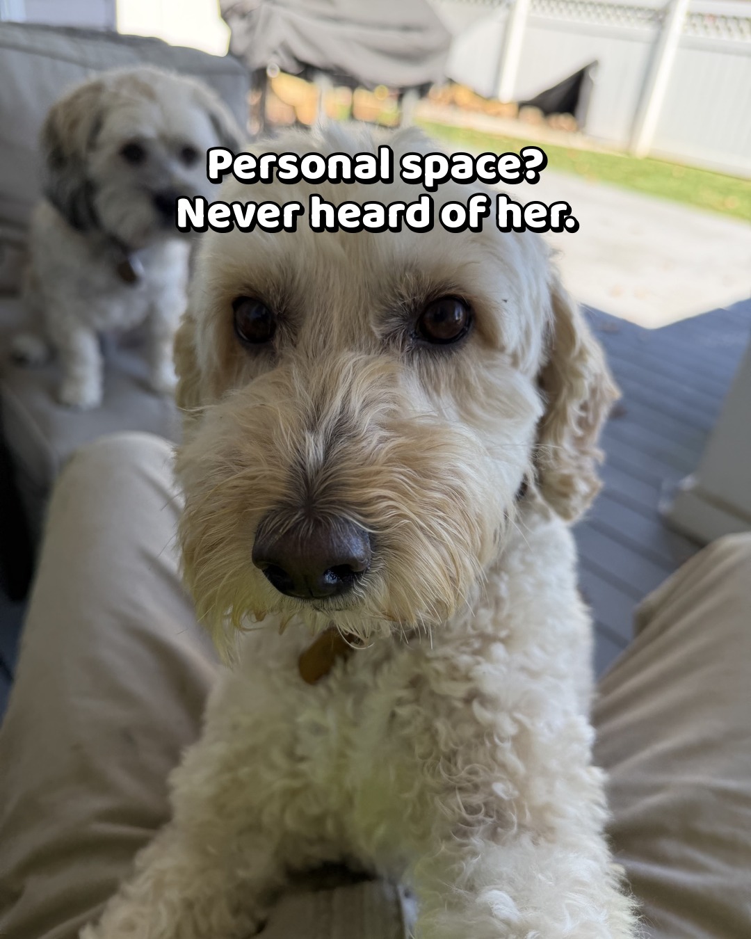 Bendel, a cream mini goldendoodle, melted right into his human's lap on the porch with his face inches from the camera; the photo is captioned 'Personal space? Never heard of her.'