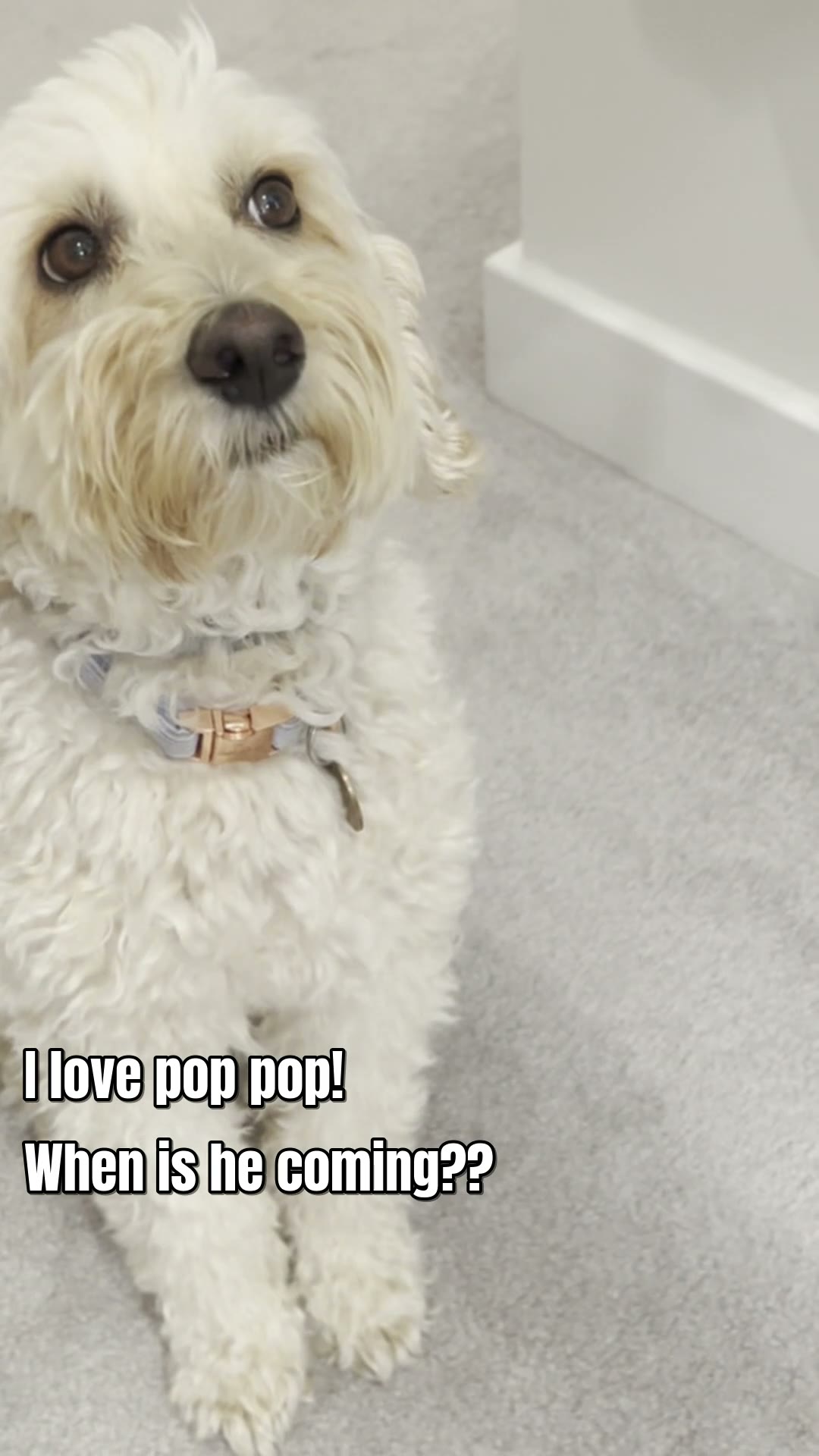 Bendel, a cream mini goldendoodle, lying on the carpet staring up at the camera; the photo is captioned 'I love pop pop! When is he coming??'