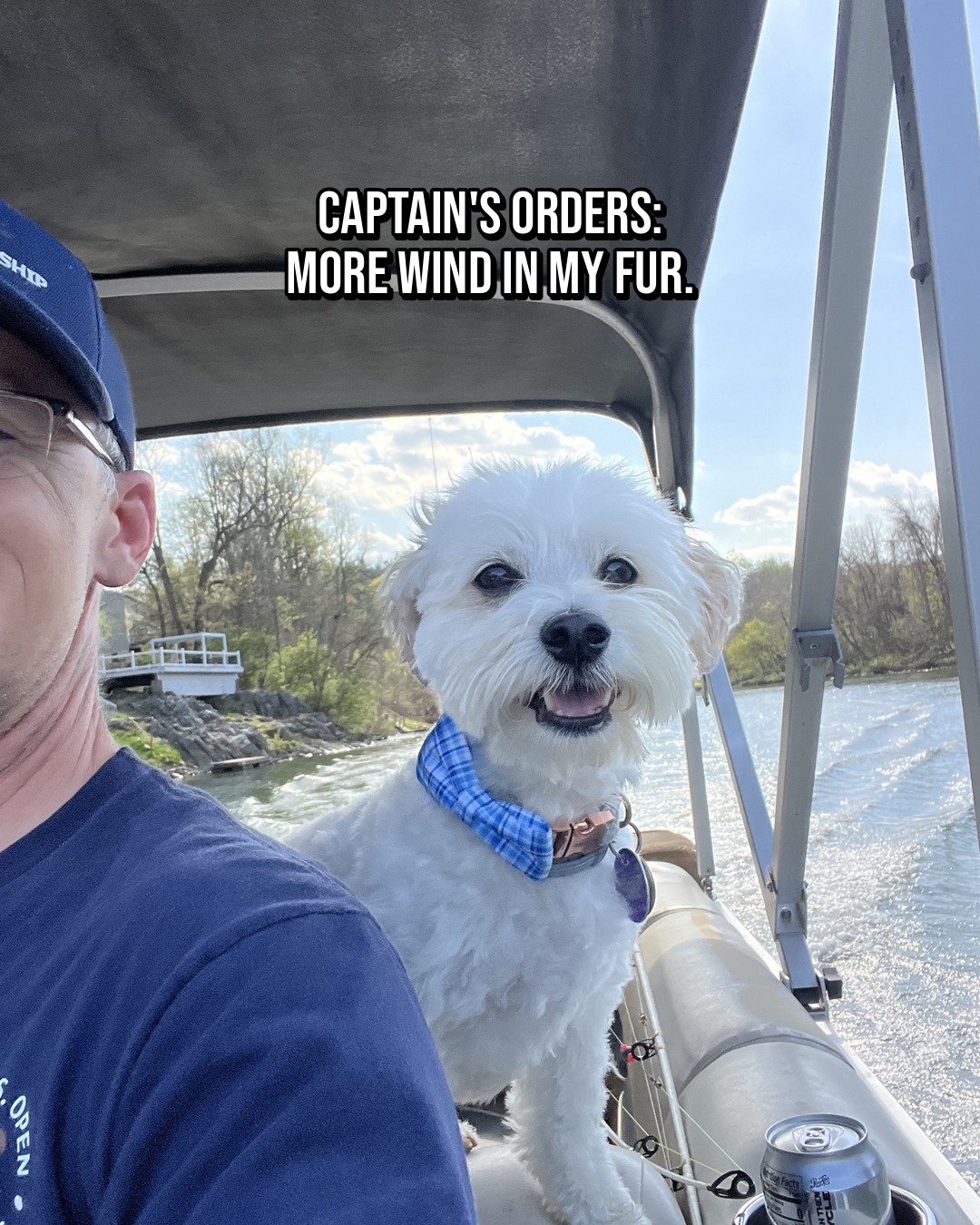 Biscuit, a fluffy white dog in a blue plaid bandana, riding on a boat with his ears blowing in the wind; the photo is captioned 'Captain's orders: more wind in my fur.'