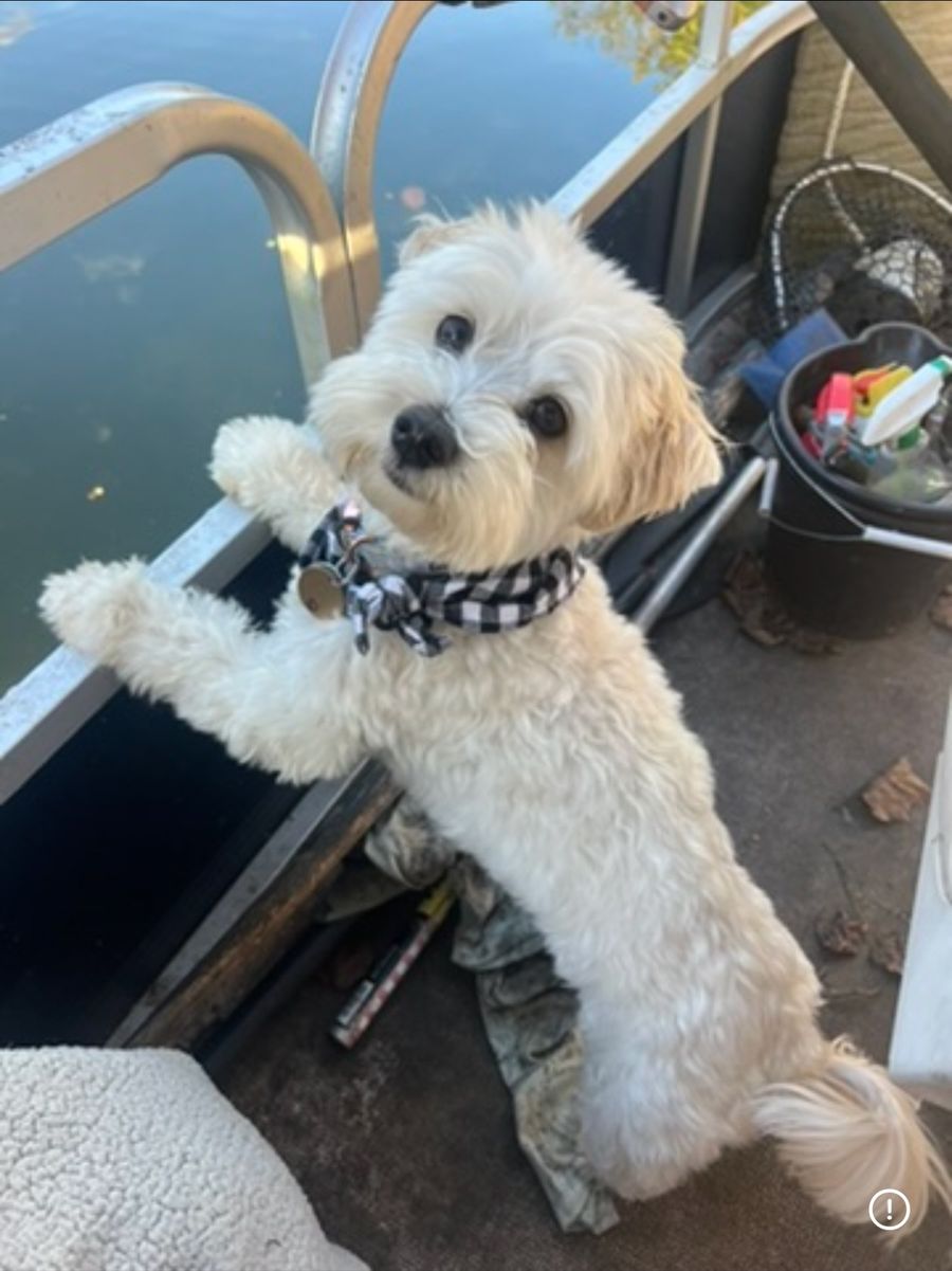 Biscuit, a fluffy white dog in a black-and-white checkered bandana, standing on his hind legs on a boat with his front paws on the rail, looking up at the camera