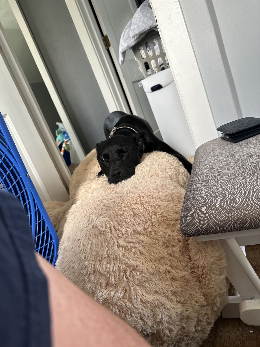 Nova, a black dog, stretched out on a giant cream fluffy dog bed with her chin resting on the edge, looking at the camera