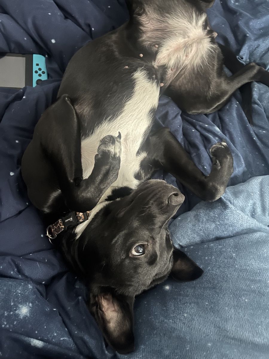 Nova, a black dog with a white chest, lying upside down on a navy bedspread with her paws curled up and one eye open at the camera