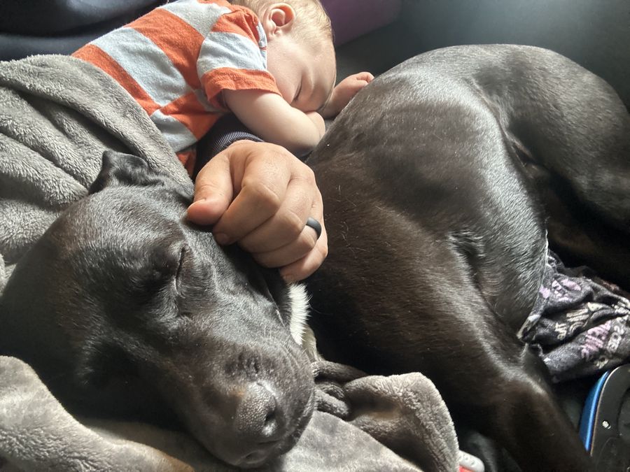 Nova, a black dog, asleep on nap duty beside her tiny human Elena, who is napping under a gray blanket with her hand resting on Nova's head