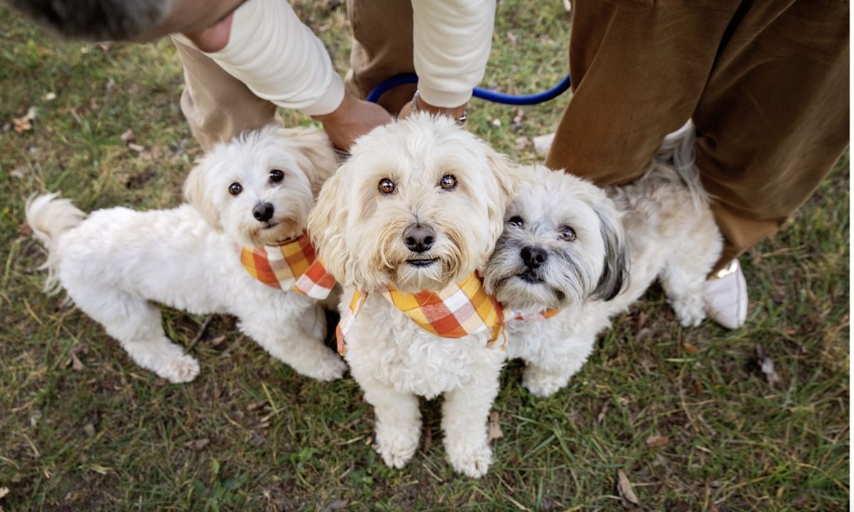 Winston, Biscuit, and Bendel standing on the grass in matching orange plaid bandanas, looking up at the camera