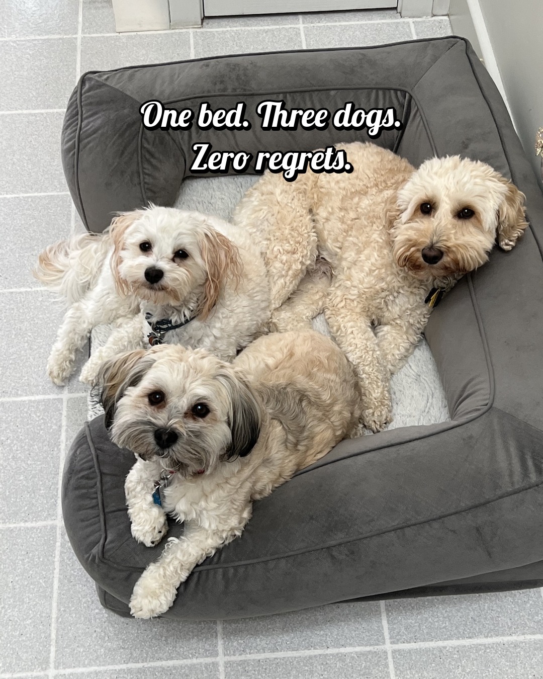 Winston, Biscuit and Bendel all squeezed into a single grey dog bed on a tiled floor; the photo is captioned 'One bed. Three dogs. Zero regrets.'