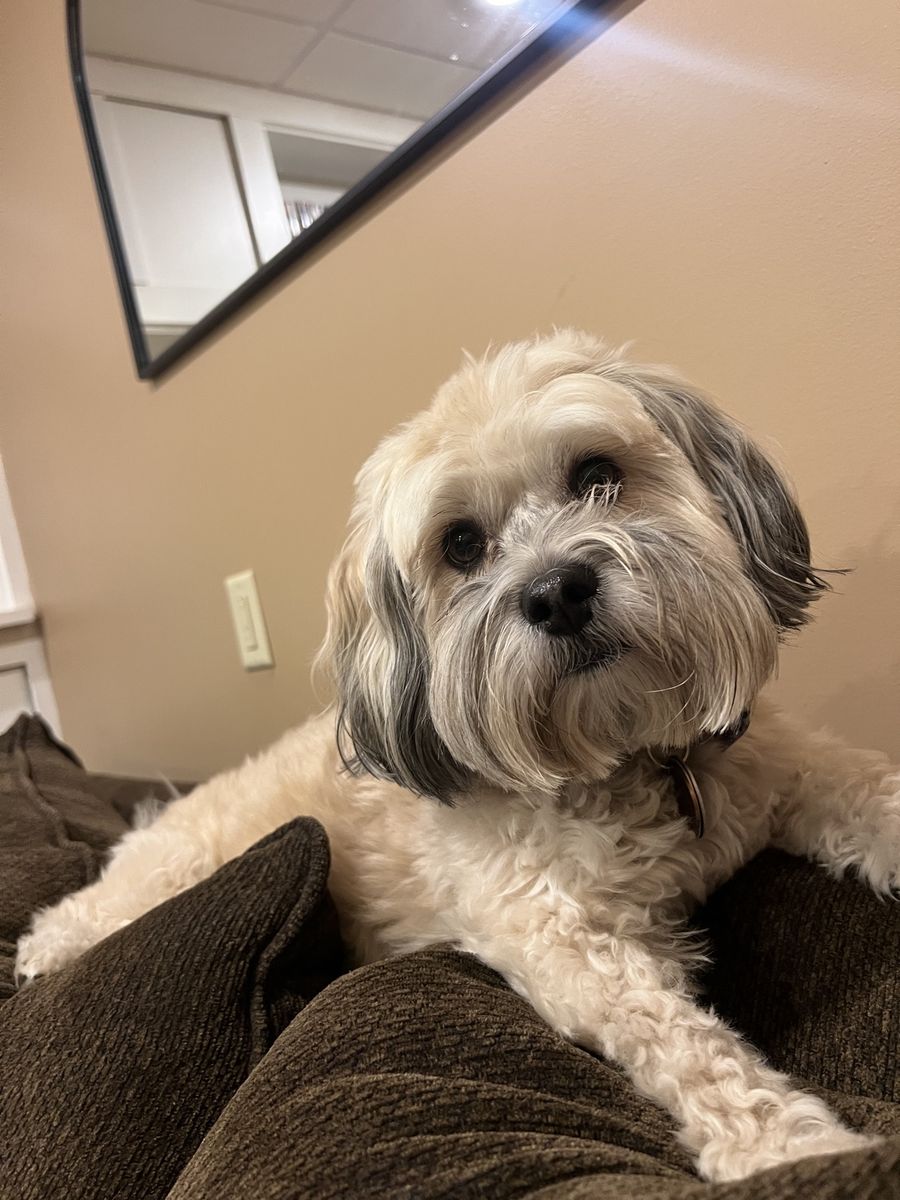 Winston, a cream dog with long gray ears, lounging across a brown couch and looking up at the camera
