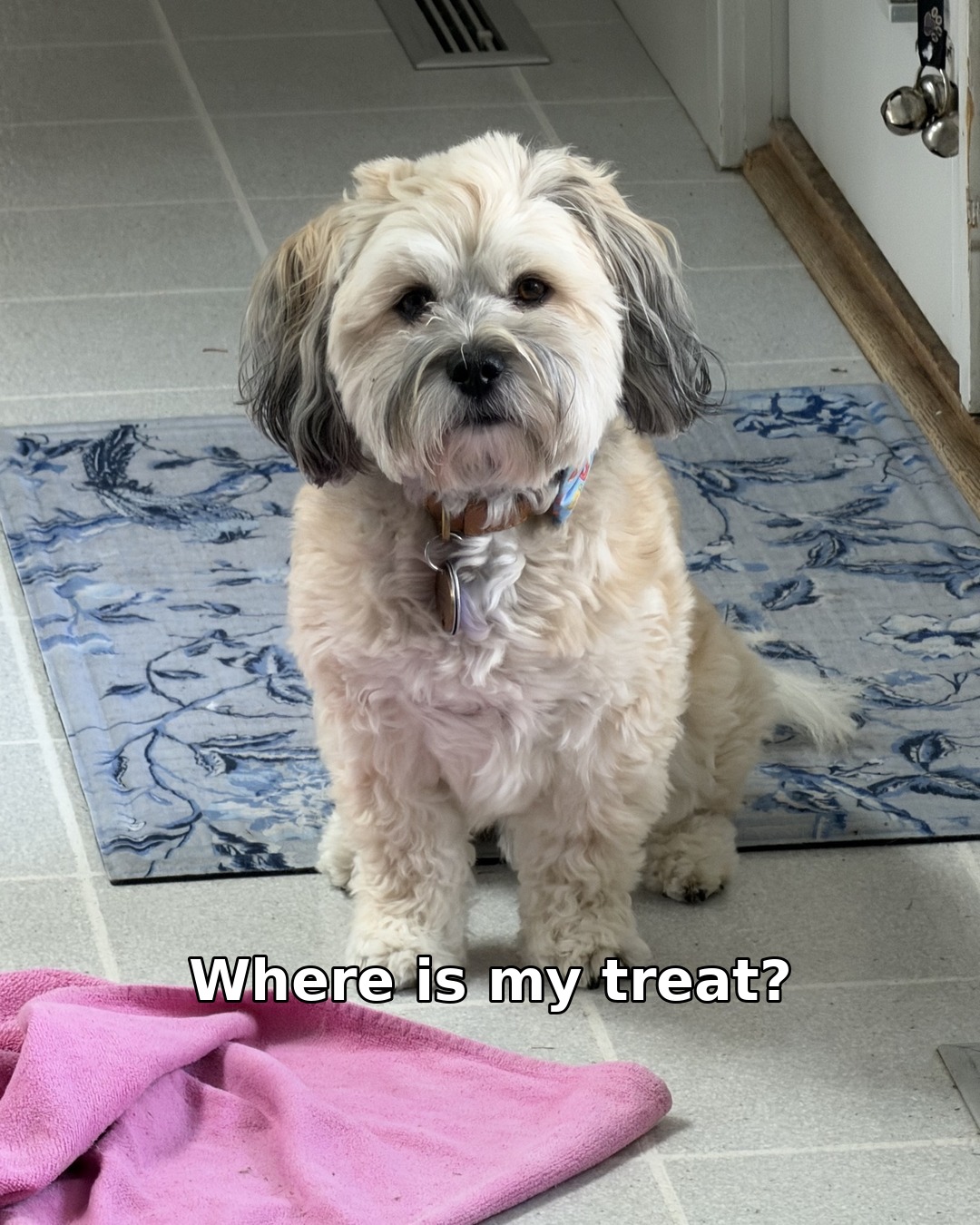 Winston, a cream dog with long gray ears, sitting on a blue rug by a door with jingle bells, staring straight at the camera; the photo is captioned 'Where is my treat?'